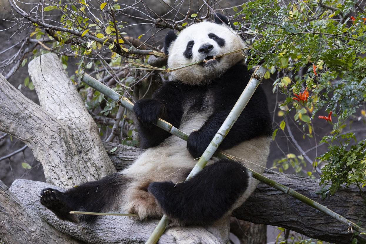 The Pandas' Progress | San Diego Zoo Wildlife Alliance